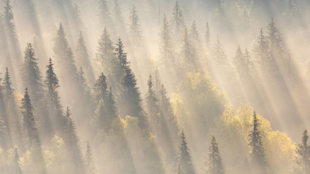  Площадь лесов в России увеличилась на 73,4 миллиона гектаров, достигнув общей площади в 795,4 миллиона гектаров