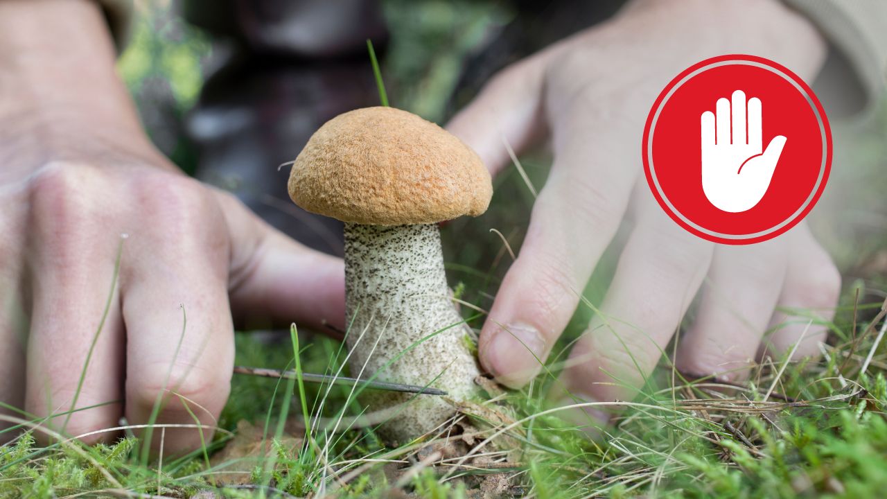 В России начали действовать новые законы о защите редких грибов и растений