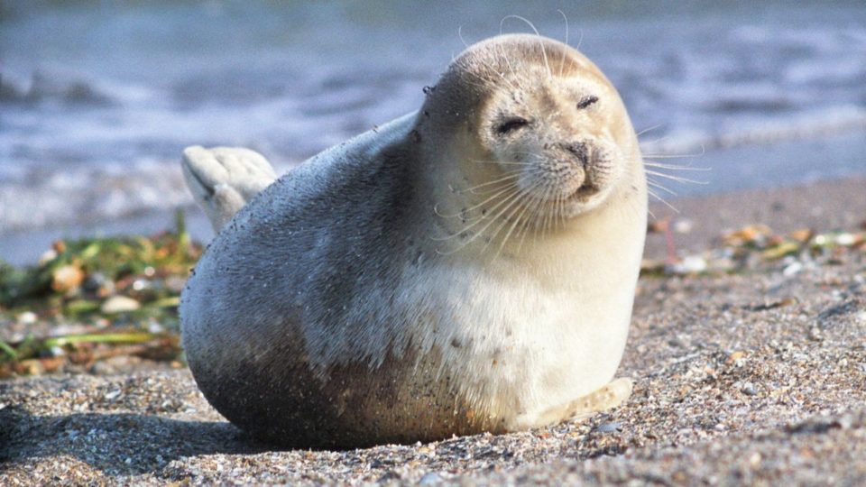 На берегу Каспия обнаружили 2,5 тыс погибших тюленей. Это примерно 5% всей сегодняшней популяции