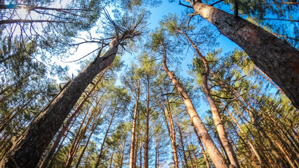 Для восстановления лесов, пострадавших от вырубок и пожаров, в Красноярском крае высадили 12 миллионов сеянцев хвойных пород