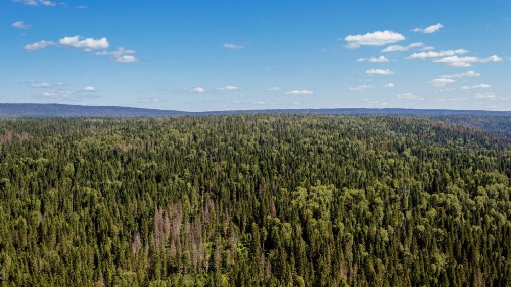 Рослесинфорг представил итоги проведения государственной инвентаризации лесов