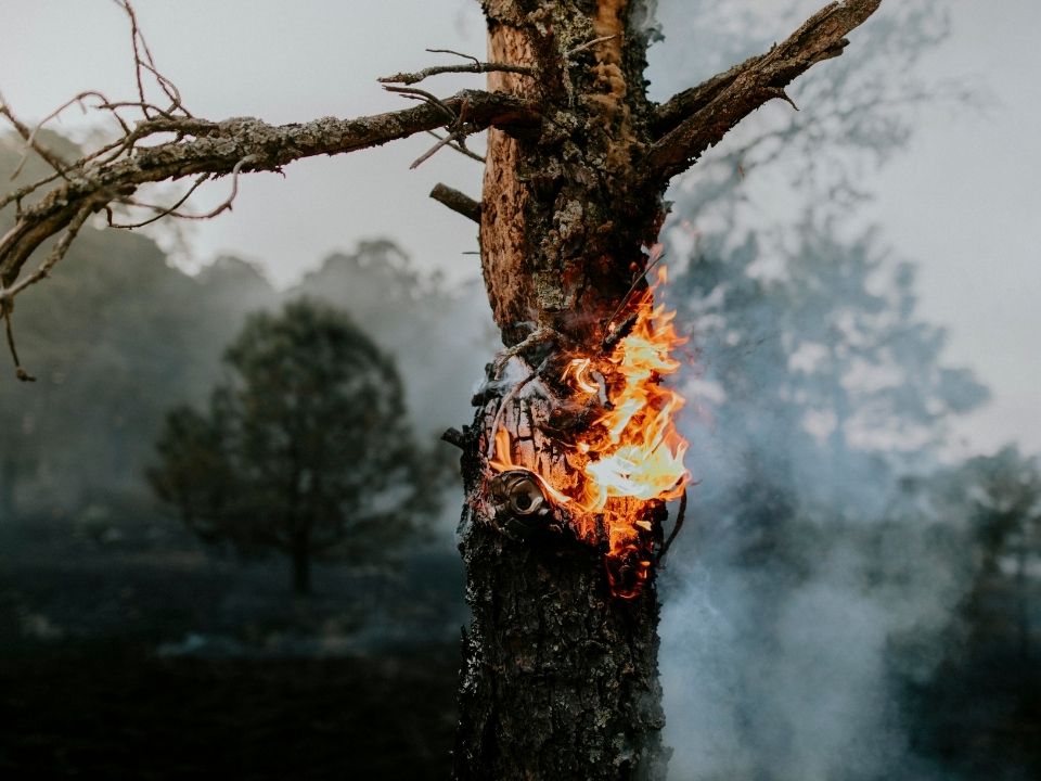 Лесных пожаров в этом году стоит ожидать в Сибири и на Дальнем Востоке