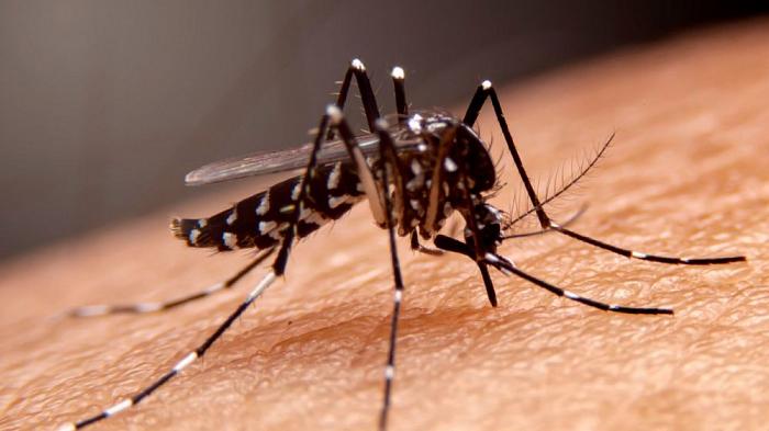 В России обнаружены 47 новых вирусов, переносимых комарами